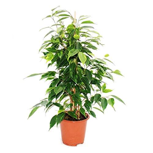 Ficus benjamini – 3er Set – 3 verschiedene Ficus Sorten: Danielle – Anastasia – Twighlight – Birkenfeige - 2