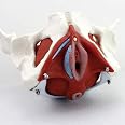 Trainer del pavimento pelvico Perifit Care 1 pz