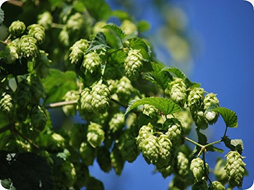 SAFLAX – Heilpflanzen – Echter Hopfen – 50 Samen – Humulus lupulus - 2