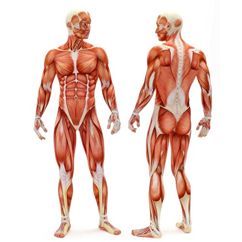 Springseil »JumpUp« ideal für Sport & Fitness – hochwertiges Drehgelenk mit Stahlseil / Speed Rope mit extra rutschfesten Griffen - 8