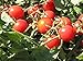 Produktbild PLAT FIRM GERMINATIONSAMEN: 100 - Seeds: Fence Row Kirschtomate Seeds - Sweet Cherry-Tomaten mit einer dünnen Haut !! GUT!!!!!