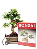 Bonsai-Geschenkset Anfänger-Set Liguster zimmertauglich...