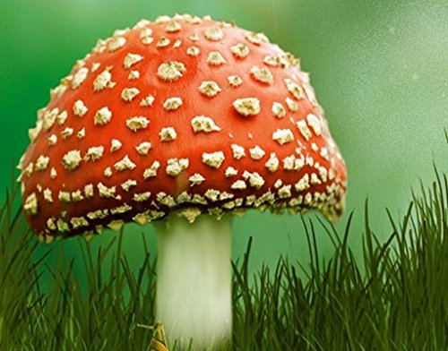 Türtapete Papiertapete Wald No.29 ‚IT’S MAGIC‘ 100x210cm Foto Tapeten Märchen , Größe:210cm x 100cm - 3