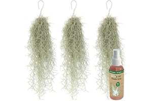 vdvelde.com - Ecoworld Tillandsien Echt Usneoides Luftpflanzen + Tillandsia Spray für kräftige und intensiver gefärbte Pflanzen - 3 Strauß ca. 50 cm lang - Hängende Zimmerpflanzen Aus eigen Gärtnerei