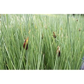 4er-Set im Gratis-Pflanzkorb - Equisetum japonicum - Japanischer
