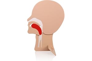 ‎XFT CPR Kopfsektion Modell für Erste-Hilfe-Schulung, XFT-E0002