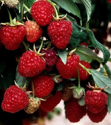 4er Beerenobst-Set, bestehend aus je 1 Pflanze von: Johannisbeerstämmchen rot Jonkheer van Tets, Stachelbeerstämmchen rot Hinnonmäcki, Himbeere Zefa III, Brombeere Chester Thornless - 4