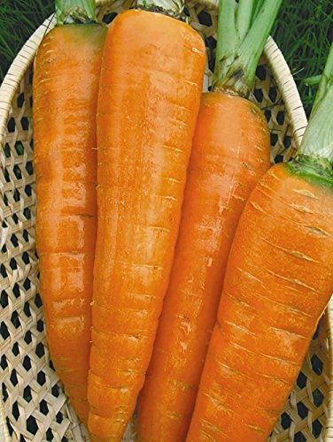 100 Stück Samen Karotten Krasnyy Velikan – Red Giant Bio Russisch Erbstück Gemüse - 3