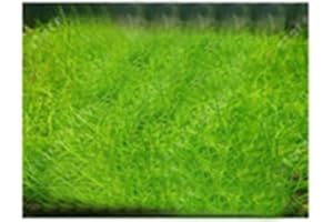 Saterkali Aquarium-Wasser-Gras-Samen, 100 Stück Aquarium-Wasser-Gras-Samen, Aquarium, hydrophile Pflanze, Landschaftsdekoration Mini-haarige Samen