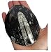 Produktbild gemeißelt GONIATITEN Fossil schwarz Palm 100 mm – 120 mm