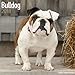 Produktbild Bulldog (Square)