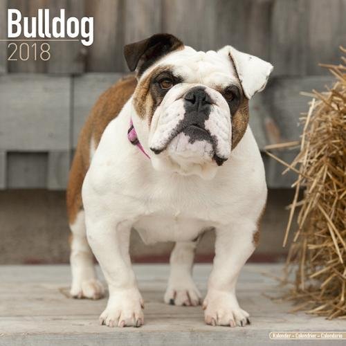 Preisvergleich Produktbild Bulldog (Square)
