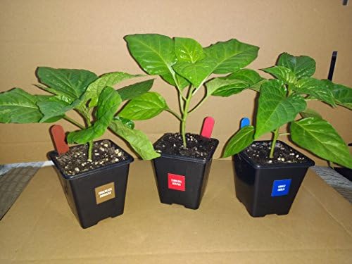 3X 7cm Ultimate 3 Chilli Plant Pack incl Reaper, Moruga and Choc Douglah