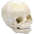 Witeg Human Fetal Skull Anatomical Model | Detailed Study Tool for Medical Education