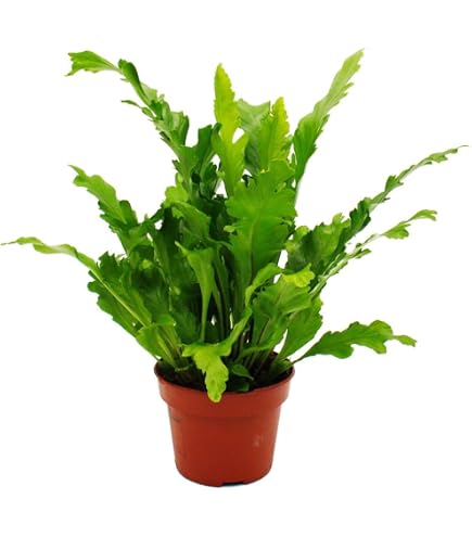 Fougère d'or Phlebodium aureum 'Blue Star' - Hauteur env. 40 cm Fougère d'or Phlebodium aureum 'Blue Star' - Hauteur env. 40 cm