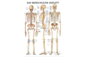 RDIGER- ANATOMIE GMBH The Human Skeleton Anatomy Chart 100 x 70 cm Medical Teaching Aid