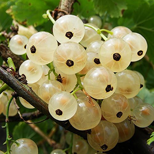 Fruits of Perthshire WCTVER3L 3 Litre "WHITECURRANT White Versailles" Pot Plant - Green