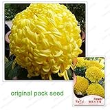 Vendita Online Semi Piante Da Fioremondo Piante