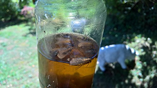 Insektenfalle Wespenfalle Fruchtfliegenfalle Obstfliegenfalle Fliegenfalle 5er Set Flaschenaufsatz - 6