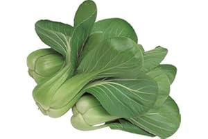 PAGANO DOMENICO E FIGLI SEMENTI DAL 1954 CAVOLO CINESE PAK CHOI VERDE NR.300 SEMI