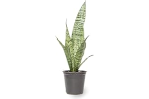 PCMOVILES PLANTA NATURAL (LENGUA DE SUEGRA) SANSEVIERIA TRIFASCIATA BLACK CORAL MACETA 8.55CM PERFECTA PARA INTERIOR Depuradora del ambiente
