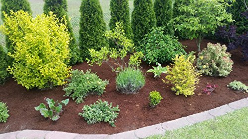 Torf Ersatz 70 L Kokoserde Blumenerde ungedüngt & torffrei – Pflanzerde für Obst, Gemüse, Zierpflanzen und Exoten - 5