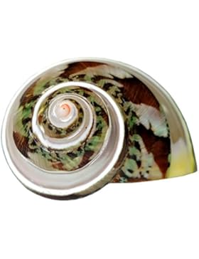 Kaltner Präsente Geschenkidee - Schnecke Meeresschnecke Katzenaugenschnecke Turbo Petholatus 5 cm groß