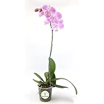 Buy Phalaenopsis Ready To Flower Size Elastic Love Orchids Online