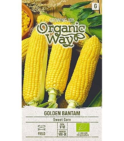 Prezzo: €1.25 - Semi di mais dolce Golden Bantam
