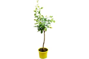 Verdecora Limonero 4 estaciones Eureka Árbol cítrico en maceta de 5L | Para plantar en huerto o jardín | Frutas abundantes | Planta natural de exterior (Limonero)
