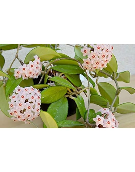 Aiden Gardens Rare Hoya pubicalyx 'Red Buttons' Wax Plant