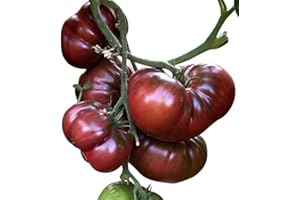 SAMENCHILISHOPRINTALEN 10 Semillas Black/negro Krim By Samenchilishop