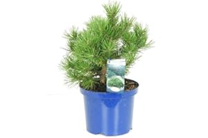 CAMBRIDGE BEE Evergreen Dwarf Mountain Pine Tree - Pinus mugo 'Mops' Plant for Rockery Garden or Bonsai - Dwarf Pine Dense Needles in 15cm Pot - 30cm Height