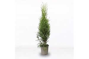 Tuia smeraldo "Thuja occidentalis Smaragd" pianta da siepe sempreverde in vaso 9x9 cm h. 30/50 cm Vivaio di Castelletto