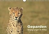 Geparden - Begegnungen in Afrika (Wandkalender 2016 DIN A4 quer): Die schnellste und zugleich eleganteste Großkatze der Welt in wunderbaren Bildern - ... (Monatskalender, 14 Seiten ) (CALVENDO Tiere) by