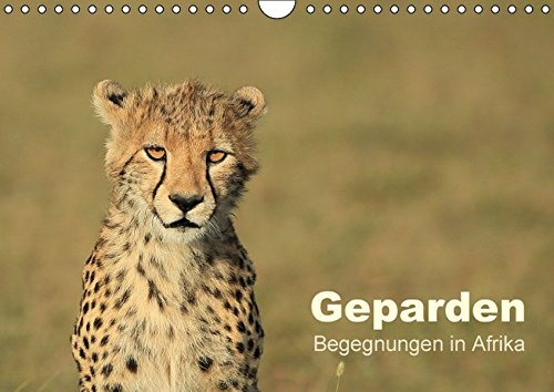 Geparden - Begegnungen in Afrika (Wandkalender 2016 DIN A4 quer): Die schnellste und zugleich eleganteste Großkatze der Welt in wunderbaren Bildern - ... (Monatskalender, 14 Seiten ) (CALVENDO Tiere)