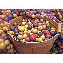10x Certified Seed Potatoes - Choose from Over 40 Varieties