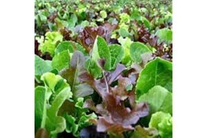 PREMIER SEEDS DIRECT - Lettuce - Mixed Leaf - MESCLUN Mix - 2000 Seeds