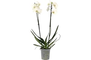 Plant in a Box - Phalaenopsis - Orchidée Blanc - Plante d'intérieur à fleurs - Aime les chats - Pot 12cm - Hauteur 50-60cm