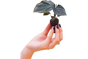 PLNTS - Baby Calathea Medallion (Gebetspflanze) - Zimmerpflanzen, Pflanzen Echt, Nachhaltige Verpackung - 2cm Stecklinge - Höhe 15cm - Direkt von der Gärtnerei