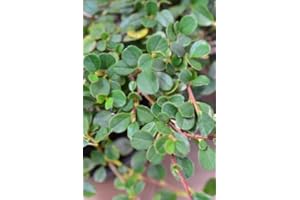 PLANTENWELT WIESMOOR Zwergmispel Cotoneaster dammeri Streibs Findling 15 - 20 cm im Topfballen 1 VE = 10 Stck.