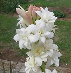 Kraft Seeds Rajnighandha or Tuberose Flower Bulbs (White, Pack of 8 Bulbs)