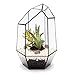 Produktbild Gem Terrarium mit Live Sukkulenten und LED Lichterkette. Fertig Montiert geliefert, auch erhältlich als Terrarium Kit oder leeren Terrarium. Hohe Qualität Glas und bleifreies Zinn Konstruktion L18 cm x 28 x 18 EXCLUSIVE DESIGNER Geometrische Terrarien aus der Urban Botaniker. Stilvolle Raum Dekorationen für Zuhause, Büro, Events, innen Design Systeme, schwarz, Fully assembled with live succulent plants