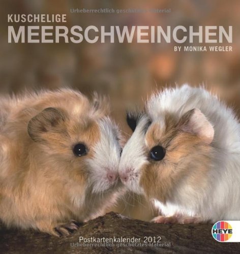 Download Kuschelige Meerschweinchen 2012. Postkartenkalender Download Kuschelige Meerschweinchen 2012. Postkartenkalender