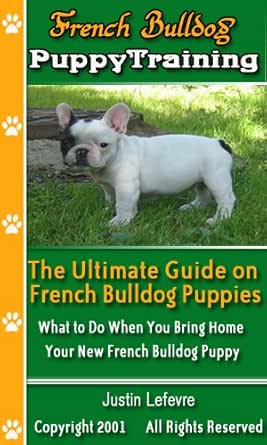 bringing home a french bulldog puppy