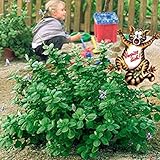 töpfe für pflanzen kaufen Das Menthol-Aroma der Verpiss Dich Pflanze steigt den ungebetenen Besuchern in ihre empfindlichen Nasen und hält sie zuverlässig mehrere Meter auf Abstand.