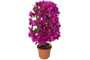 DECOALIVE Buganvilla Natural Planta que Puede Transformar Cualquier Espacio en un Jardín de Ensueño