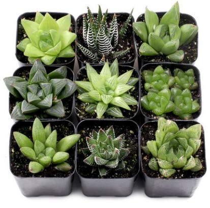 CAPPL Assorted Haworthia Set of 9 Succulent Plants
