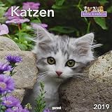 Monatskalender Keith Kimberlin Katzen 2019 by