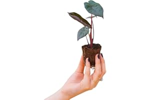 PLNTS - Baby Alocasia Yucatan Princess - plante d'intérieur - 4 cm boutures - Hauteur 25 cm